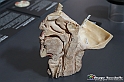 VBS_3127 - Udito. Base del cranio con orecchio interno - Mostra Body Worlds